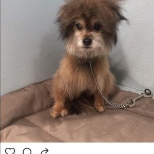 Meet your Posher, Debbie